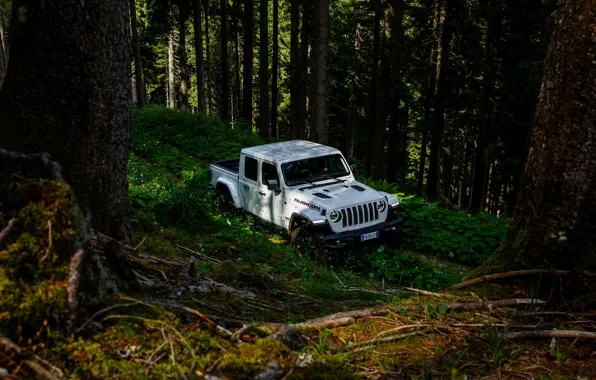 Forest, white, trees, SUV, pickup, Gladiator, 4x4, Jeep
