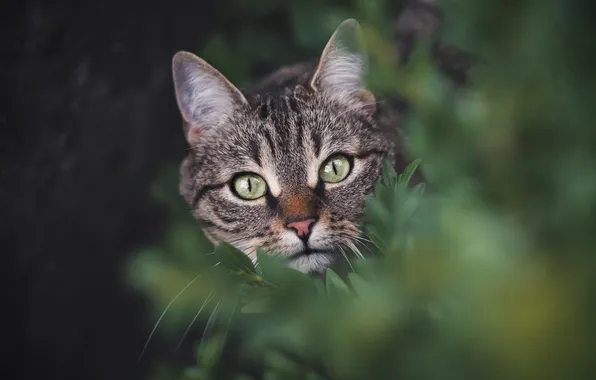 Cat, cat, look, leaves, branches, nature, pose, grey