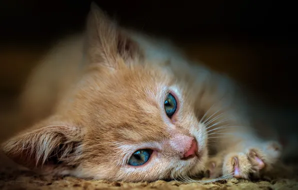 Cat, close-up, pose, background, paws, muzzle, lies, red
