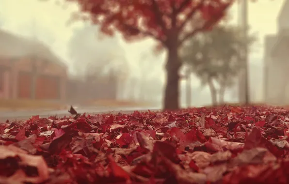 Leaves, light, street