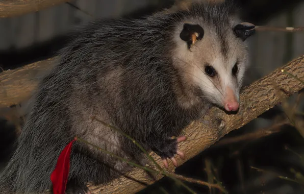 The dark background, portrait, branch, muzzle, possum