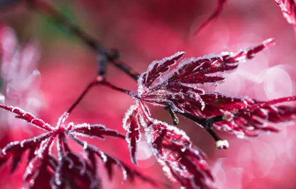 Winter, frost, autumn, leaves, light, snow, branch, frost