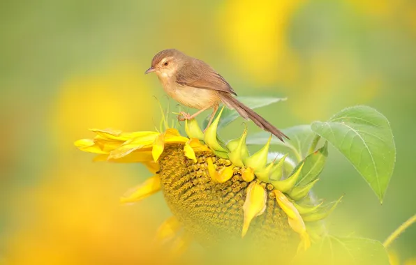 Picture flower, bird, sunflower