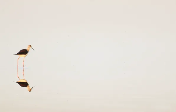 Water, nature, bird, minimalism