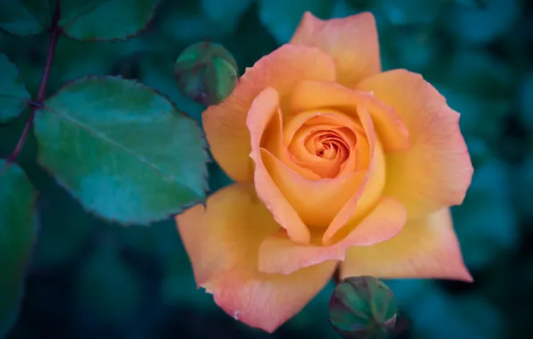 Picture leaves, macro, rose, orange, petals, buds