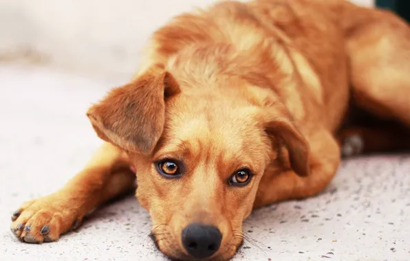 Sadness, hope, dog, waiting