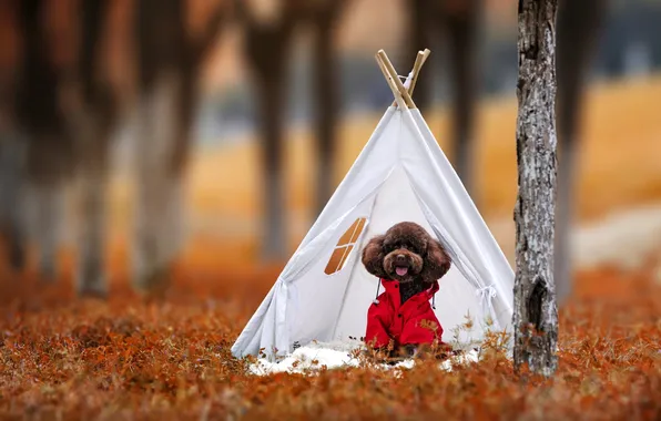 Autumn, look, nature, pose, Park, glade, dog, tent