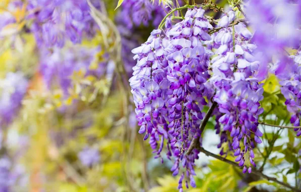 Flowers, branches, nature, background, foliage, color, beauty, spring