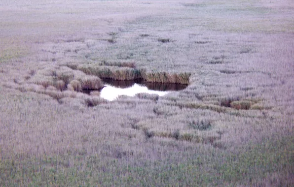 Water, light, surface, reflection, the reeds, mediocrity, Shine, swamp