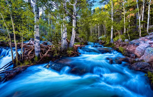 Picture FOREST, FOR, RIVER, TREES, BIRCH, DIRECTION