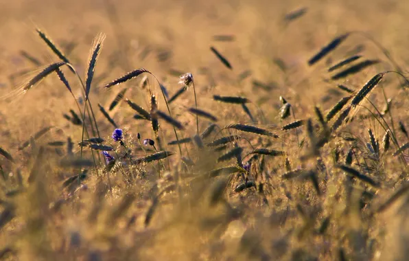 Field, landscape, nature
