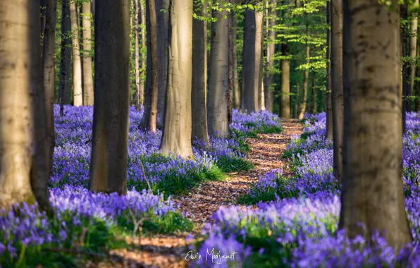 Picture forest, flowers, spring, April, Belgium, Hyacinthoides