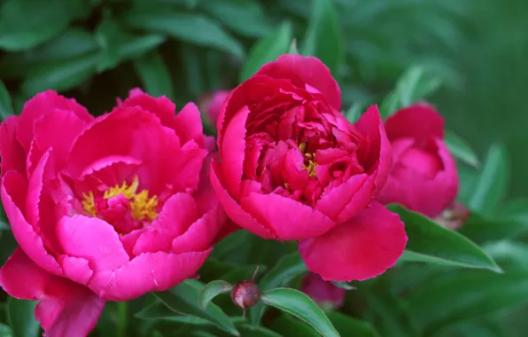 Flowers, green, pink, peonies, peony, Helios, helios