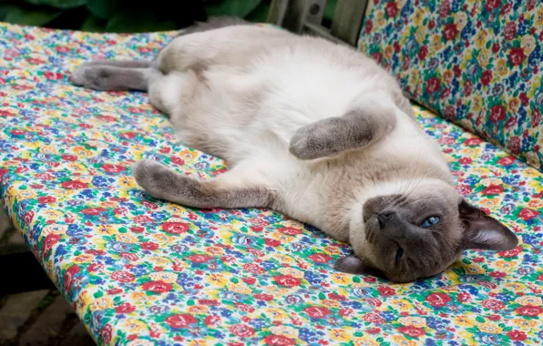 Cat, cat, lies, resting, lying