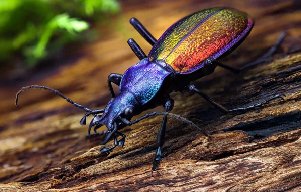 Picture close-up, beauty, beetle, insect, Krasotel odorous, the family of ground beetles