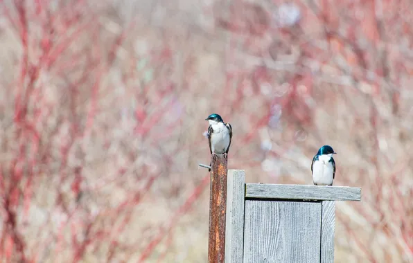 Trees, branches, Board, spring, birdhouse, a couple, swallow, bokeh