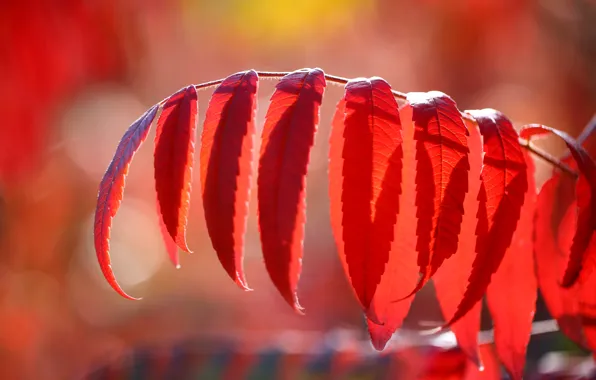 Picture autumn, leaves, the crimson