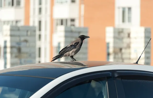 Picture machine, bird, the situation, crow, photographer Valery