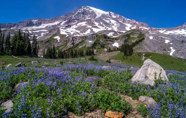 Picture trees, flowers, mountains, stones, valley, USA, bells, Sunny