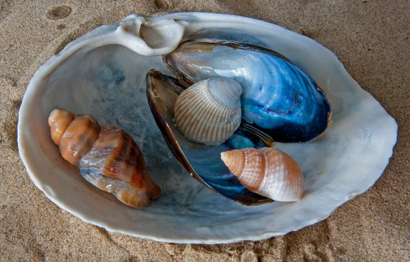 Sand, sea, sink, shell