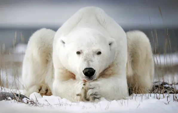 Winter, snow, pose, polar bear