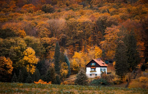 Autumn, forest, trees, house