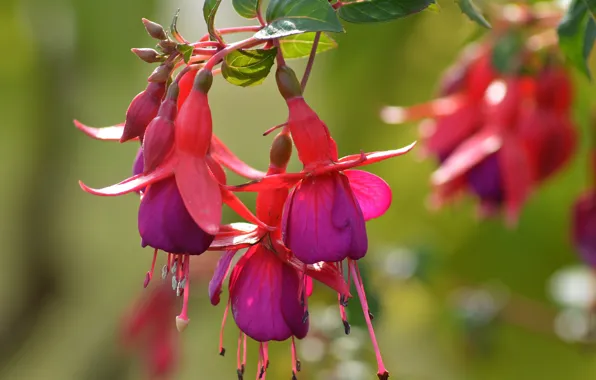 Macro, bokeh, fuchsia