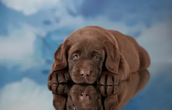 Picture look, reflection, background, dog, puppy, face, Labrador Retriever, Lana Polyakova