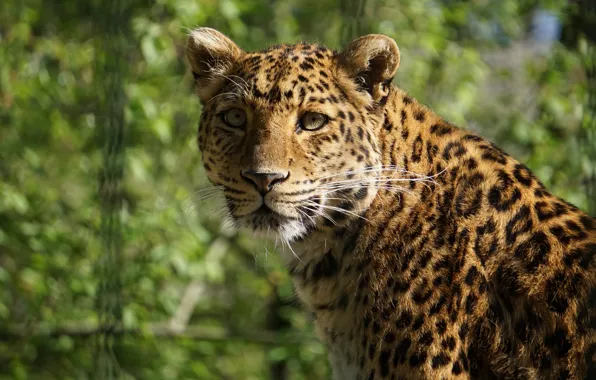 Face, portrait, leopard