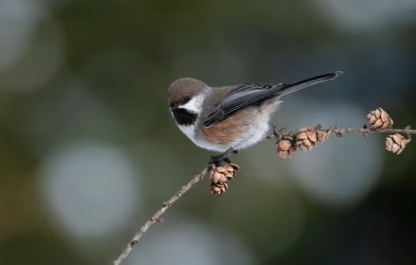 Branches, background, bird, bumps, bokeh, Chickadee brown, Korichnevaya atricapillus, Boreal Chickadee