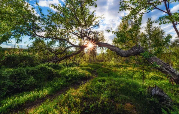 Picture forest, Norway, sunlight