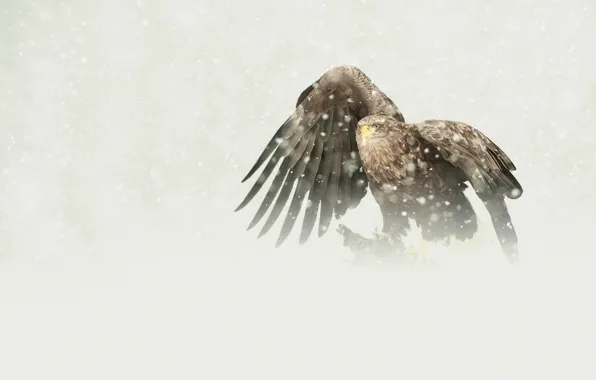 Bird, eagle, predator, snowfall, mining, white-tailed