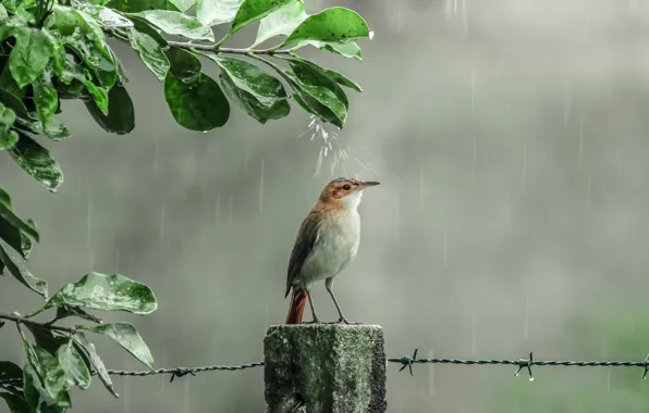 Drops, rain, shower, bird