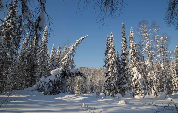 Winter, forest, snow, trees, ate, Russia, taiga, Siberia