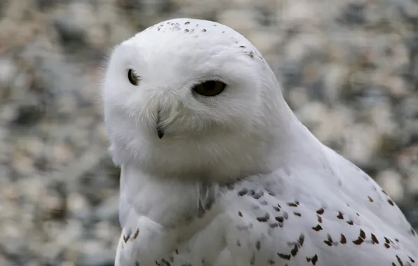 Picture bird, winter, animal, snow owl