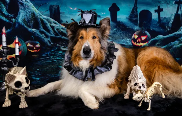 Look, face, cats, pose, holiday, graves, dog, hat