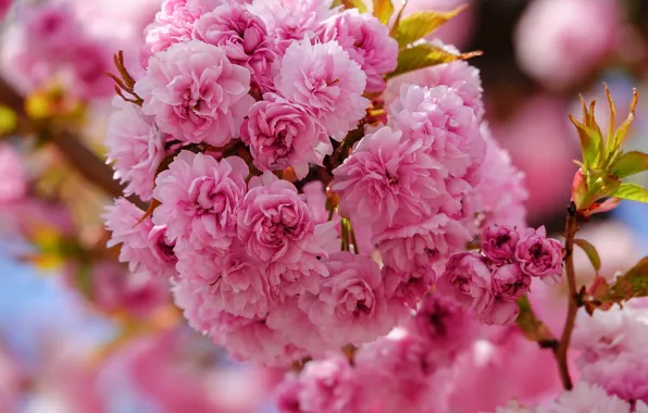 Leaves, flowers, branch, spring, Sakura, pink, flowering, a lot