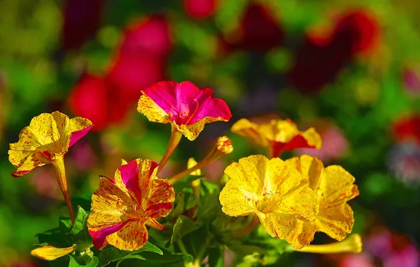 Picture flowers, petals, garden, flowerbed