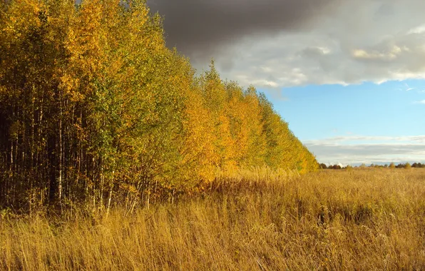 Picture field, the sky, trees, landscape, nature, Autumn, birch