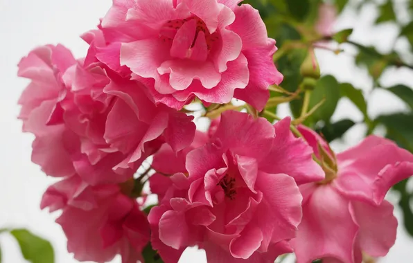 Macro, roses, petals