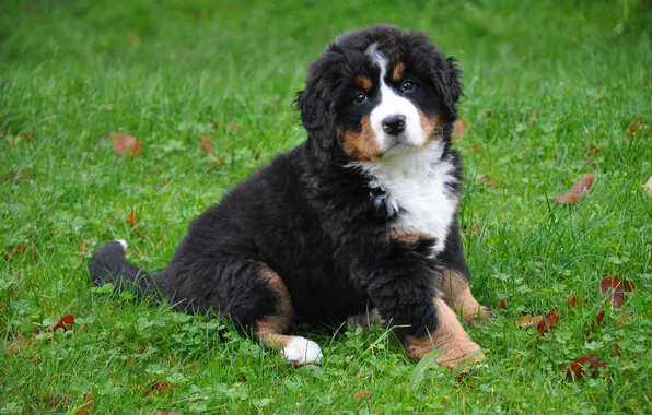 Grass, look, leaves, nature, pose, glade, dog, puppy