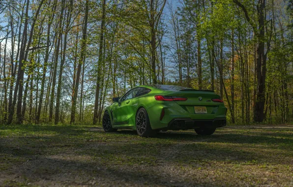 Trees, coupe, BMW, Coupe, 2020, BMW M8, two-door, M8