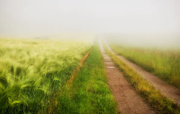 Road, field, summer, fog