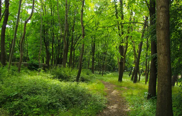 Forest, trees, park, alley
