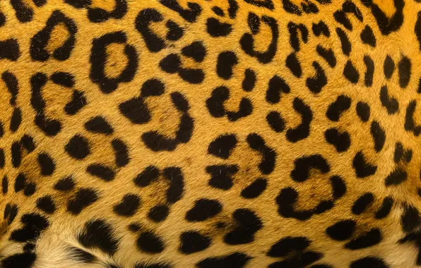Picture background, leopard, skin, fur, leopard, texture, fur, skin