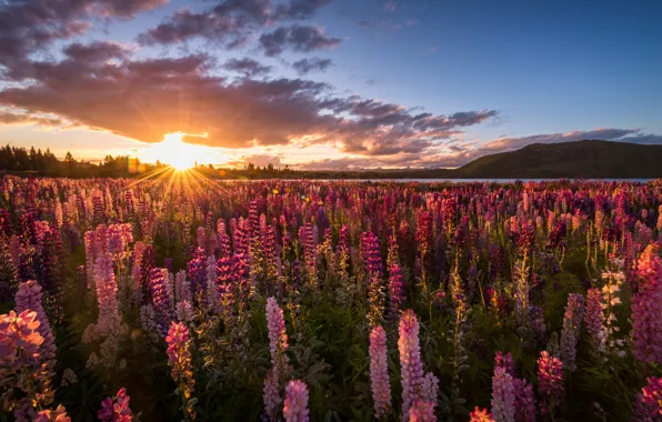 New Zealand, Mackenzie District, Canterbury