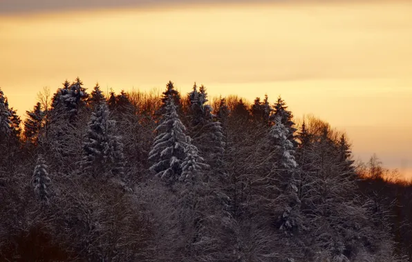 Winter, forest, trees, landscape, sunset, nature