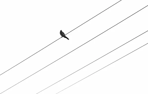 Picture background, bird, wire