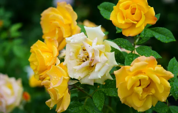 Picture leaves, drops, flowers, yellow, roses, garden, white, rose Bush