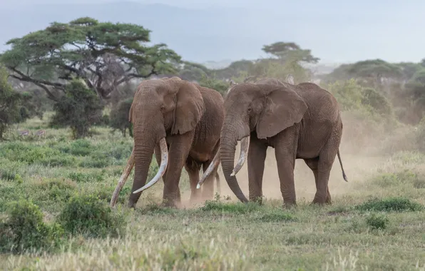 Trees, nature, elephant, pair, Savannah, elephants, two, two elephants